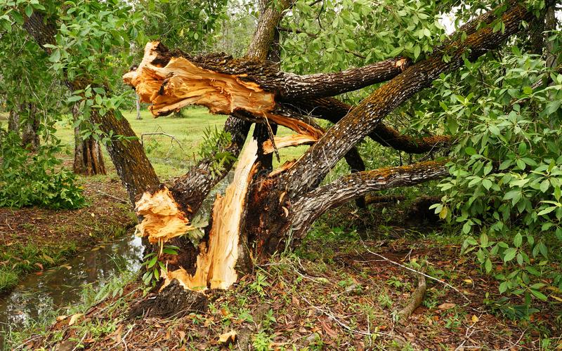 樹木風險評估