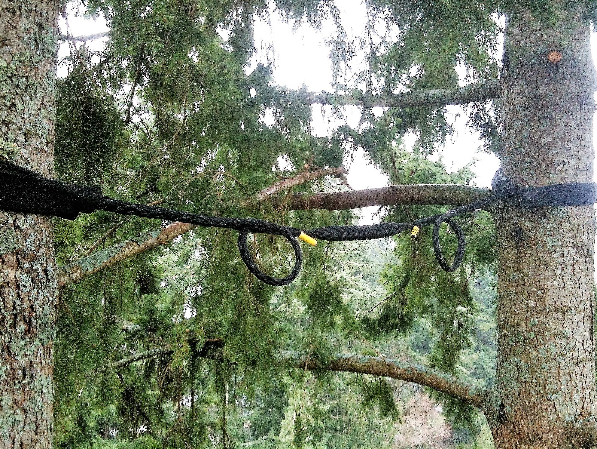 樹木支撐系統